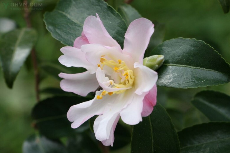 Cây Trà hoa lá có đuôi. Camellia caudata Wall - Cây Thuốc Nam Quanh Ta